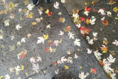 IMG_20211031_114221